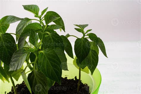 Paprika Plant Stock Photos, Images and Backgrounds for Free Download