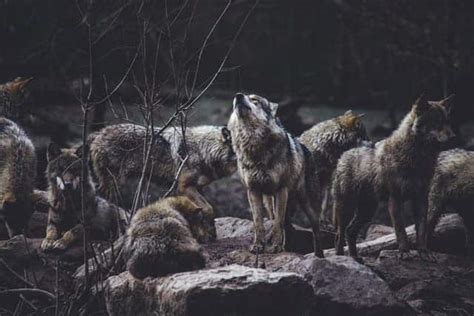 Do Wolves Kill And Eat Sheep