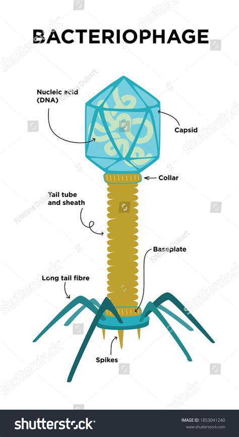 박테리오파게 구조와 해부학의 평평한 삽화 캡시드 스톡 벡터 로열티 프리 1853041240 Shutterstock