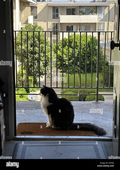 Tuxedo cat in profile Stock Photo - Alamy