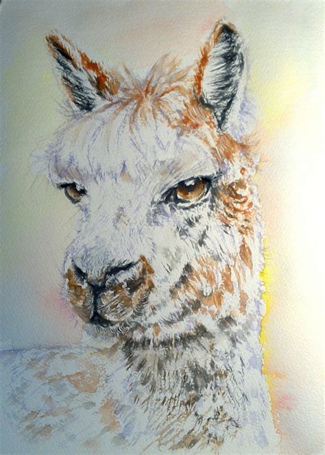 Lama Alpaka Aquarell Lama Aquarellmalerei Von Vinci Kunstnet