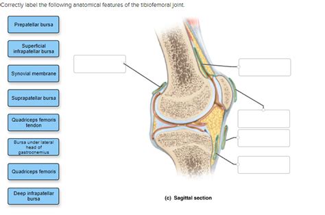 Solved Correctly Label The Following Anatomical Features Of Chegg