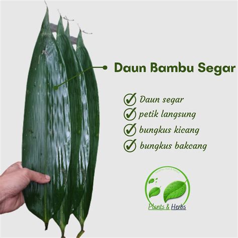 Jual MURAH Daun Bambu Segar Pembungkus Makanan Bungkus Bakcang