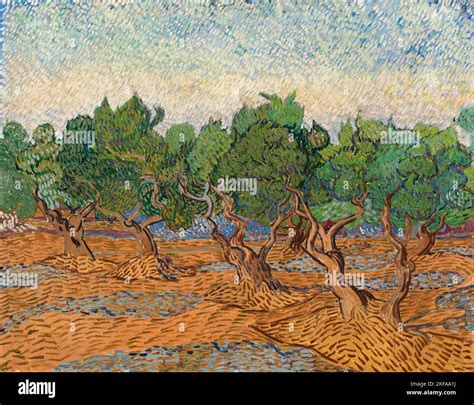 Vincent Van Gogh Landscape Painting Olive Grove Oil On Canvas