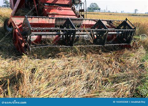 Rice Cutting Machine In The Paddy Field Stock Photo Image Of