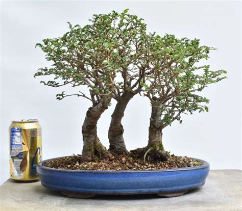 Chinese Elm Forest Bonsai | Bonsai Learning Center Store