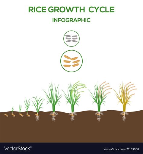 Rice Plant Royalty Free Vector Image Vectorstock