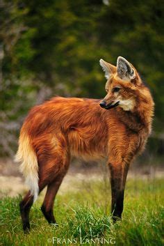 Lobo De Crin Maned Wolf