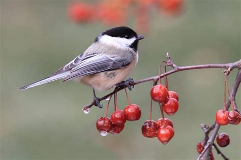 Top 20 Backyard Birds In Kansas Free Picture Id Printable Bird Advisors