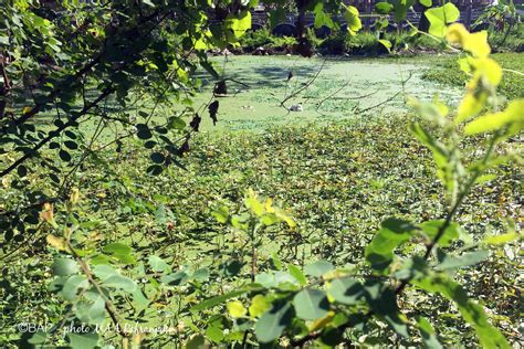 Swamp in Pasuruan, East Java, Indonesia – BAP