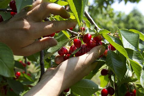 Cherry picking stock image. Image of snack, farm, hold - 19753873