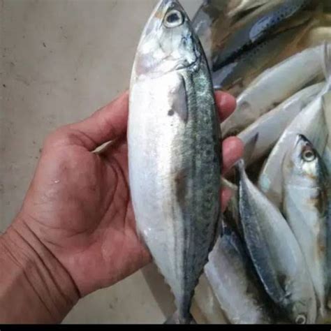 Jual Ikan Kembung 1 Kg Shopee Indonesia