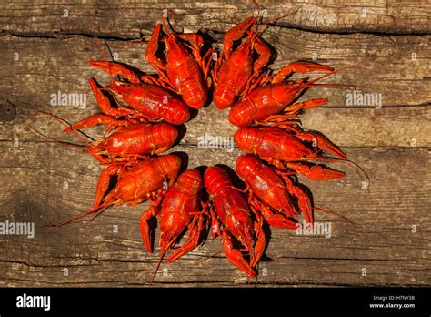 Cancers To Beer Dill Boiled Crawfish Beer Snacks Pub Texture