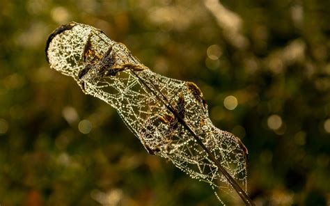 Wallpaper Water Nature Branch Wildlife Dew Leaf Drops Branches