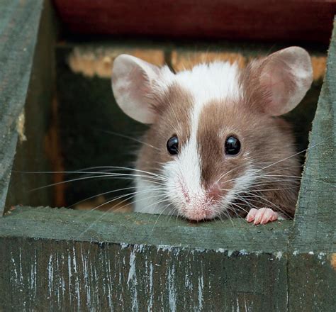 Qui Es Tu Souris Le Trousseau Du Souris Domestique Issuu