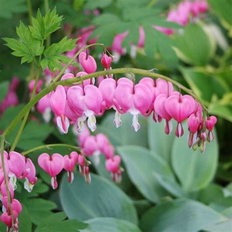 Deer Protection Plants