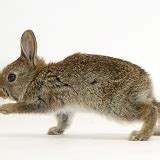 Baby European Rabbit photo WP21837