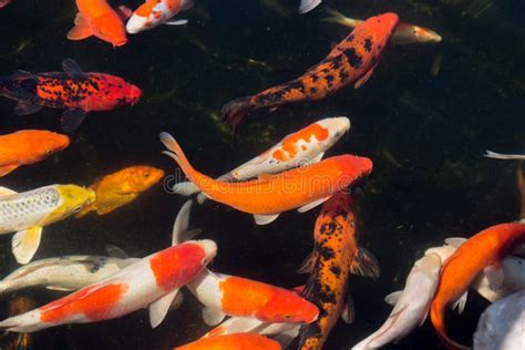 Koi Fische Im Teich Stockfoto Bild Von Sch N Teich