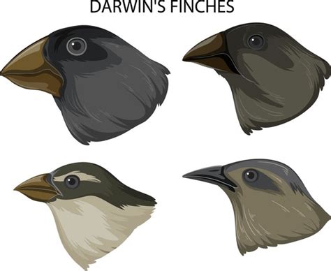 Darwin's Finches: Over 5 Royalty-Free Licensable Stock Vectors & Vector ...