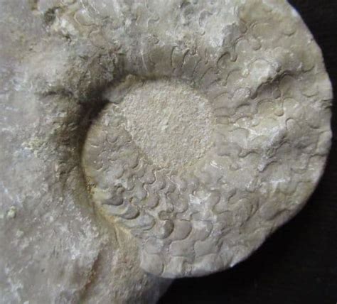 CERATITES NODOSUS - TRIASSIC GERMANY