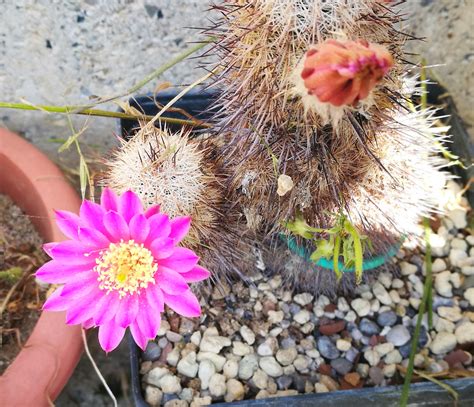 Echinocereus Laui Quasi Morto Con Fiore Il Fiore Tra Le Spine