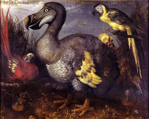 List of recently extinct bird species : r/wikipedia