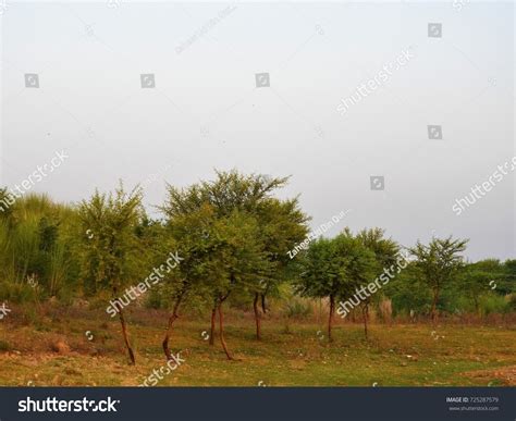 Kikar tree Images, Stock Photos & Vectors | Shutterstock