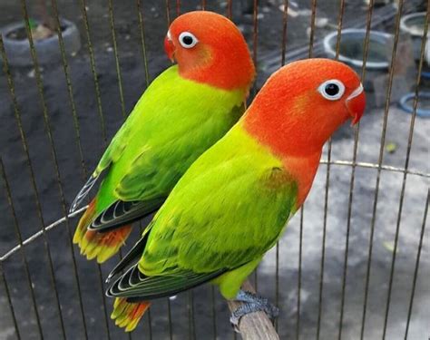 Jenis Burung Lovebird Ini Paling Dicari Kicau Mania Di Indonesia