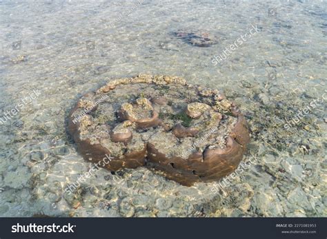 Magical Coral Reefs Lakshadweep India Stock Photo 2271081953 | Shutterstock