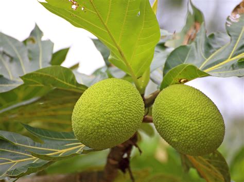 What Is A Breadfruit Tree Learn About Breadfruit Tree Facts Arboles