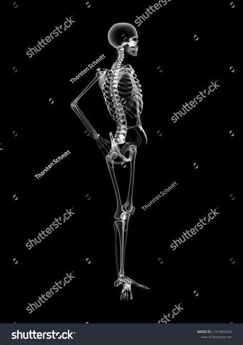 X Ray Human Body 3d Render 스톡 일러스트 1141863626 Shutterstock