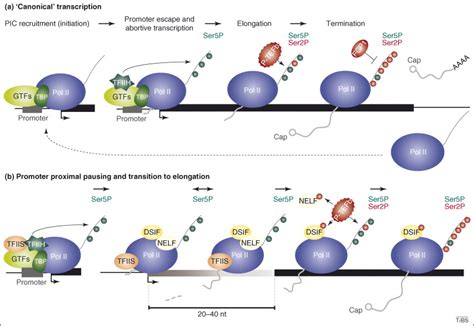 Genome Wide RNA Polymerase II Not Genes Only Trends In Biochemical