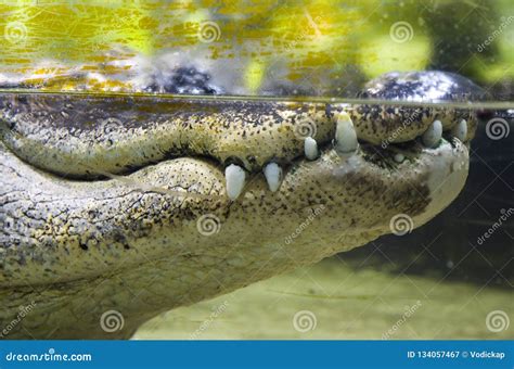 Crocodile Teeth Under Water Stock Image - Image of skin, closeup: 134057467