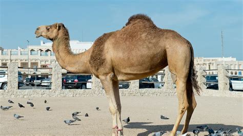 Dromedary Camels