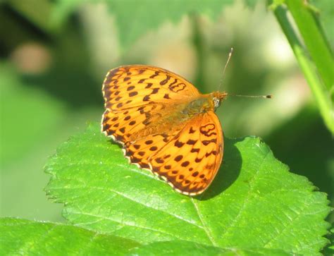 Grande Fritillary Borboleta Foto Gratuita No Pixabay Pixabay