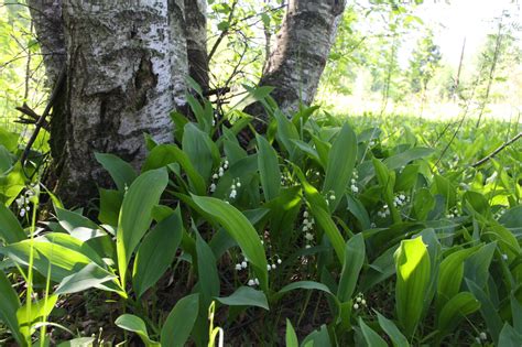 Muguet Du Er Mai A T On Le Droit D En Vendre Dans La Rue