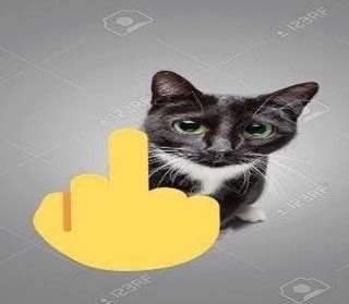 Cat Fuck You Discord Sticker