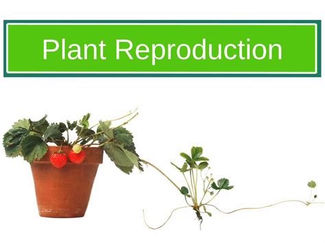 Pdf Plant Reproduction €¦ · Plant Reproduction Asexual Reproduction •asexual