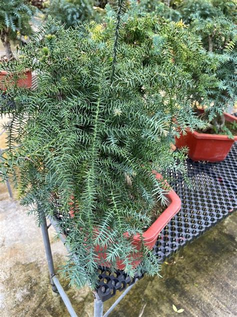 Araucaria Heterophylla Norfolk Island Pine Real Live Plant Free Kg