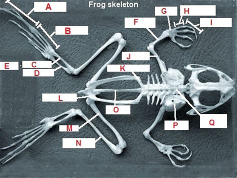 Frog Quiz Flashcards Quizlet