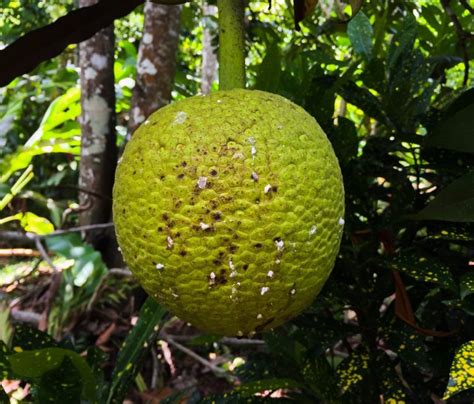 Exploring Jamaican Food Breadfruit