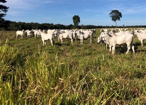 Leilosul Leilão de Gado Online MS SP Produção de bezerro o que