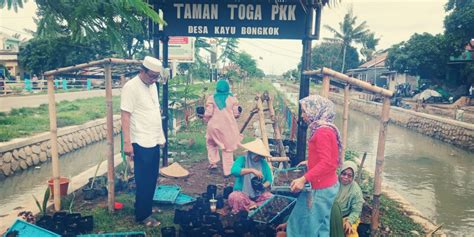 Kades Kayu Bongkok Tinjau Taman Toga Pkk Desa Tv Desa News