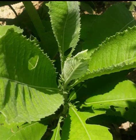 daun sembung penuh manfaat lazada indonesia