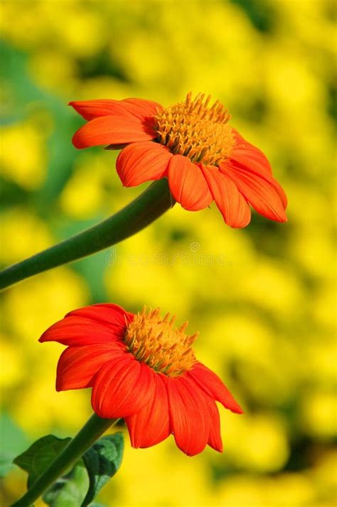 Tithonia stock photo. Image of blooming, flowers, bright - 26951372