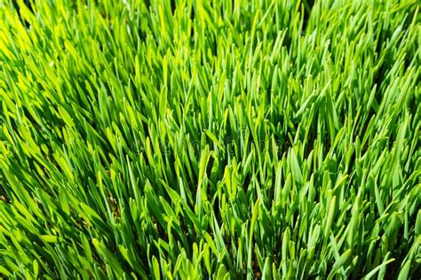 Wheatgrass Close Up Stock Image Image Of Growing Freshness 42169469