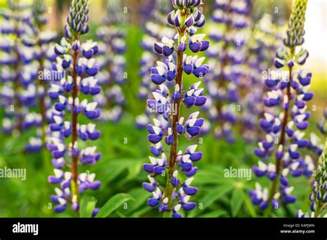 Garden Lupine Hi Res Stock Photography And Images Alamy