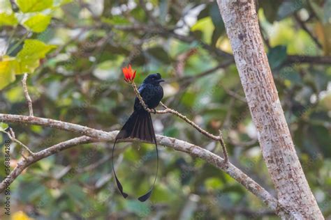 Greater Racket Tailed Drongo Dicrurus Paradiseus At Munnar Kerala