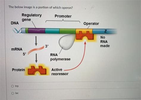 Solved Is the operon inducible or repressible? Regulatory | Chegg.com