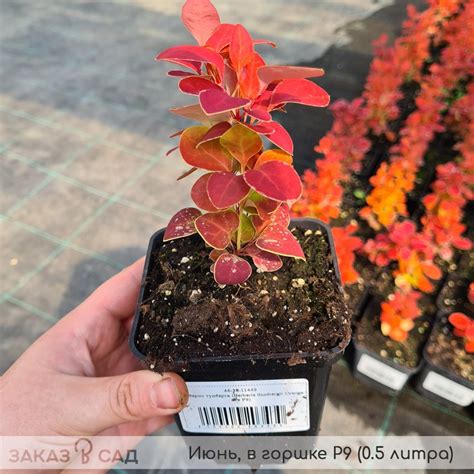 Барбарис Тунберга Оранж Айс: купить саженцы кустарника